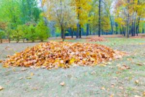 otoño en el parque foto