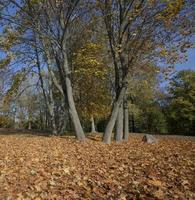 Yellow maple foliage photo