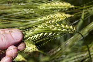 wheat field with green immature wheat plants photo