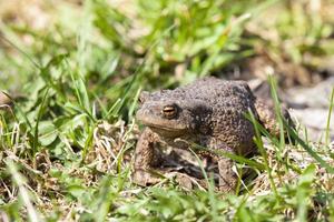 Green toad, close up photo