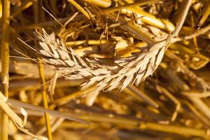 empty spike of wheat photo