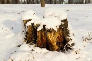 After snowfall, close up photo