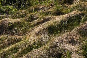 hierba cortada y seca para alimentación animal foto