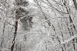 winter forest with trees without foliage photo