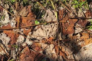 hojas secas de naranja de uvas en la temporada de otoño foto