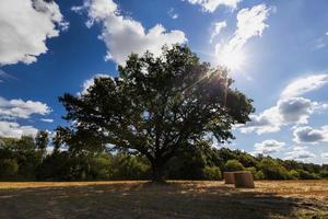 campo de trigo y roble en un campo agrícola foto