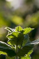 green mint in the garden photo