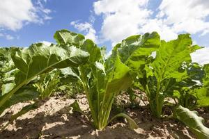 top sugar beet photo