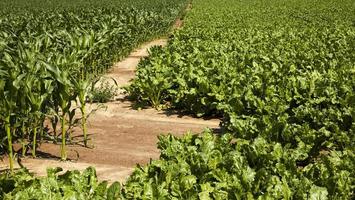 remolacha verde para la producción de azúcar en el campo agrícola foto