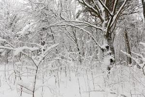 a large number of bare deciduous trees in the winter season photo