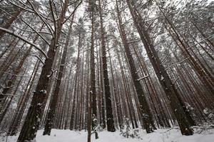 clima invernal en el parque o bosque y pinos foto
