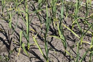 an agricultural field with growing garlic photo