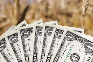 wheat and money photo