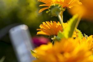 yellow flowers in the summer photo