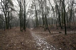 bosque de otoño sin árboles foto