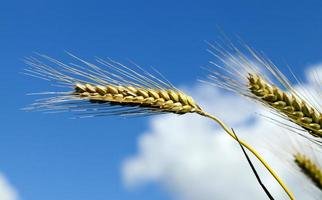 Wheat field, close up photo