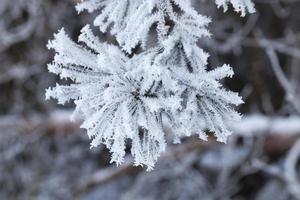 temporada de invierno, árbol foto