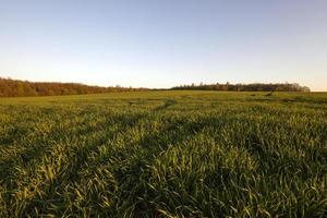 agriculture close up photo