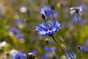 cornflowers close up photo