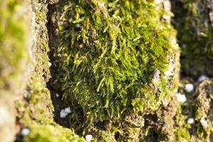 Tree bark, close up photo