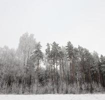 Hoarfrost on trees photo