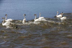 white Swan floating on the lake photo
