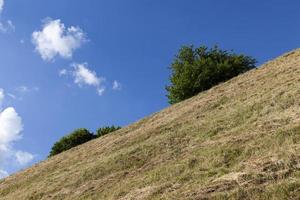 trees growing on a hill with green foliage photo