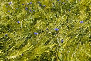 acianos azules que crecen en verano foto