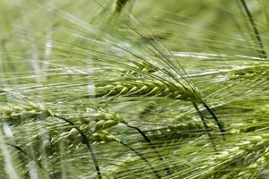 campo de trigo con plantas verdes de trigo inmaduro foto