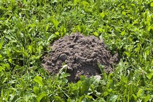 the soil dug by a mole on the territory of a field photo