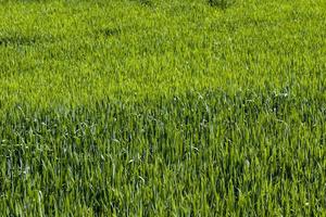 green grass in an agricultural field photo