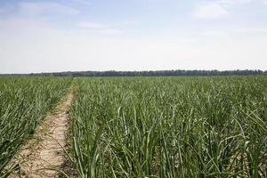 Photo agriculture, Europe