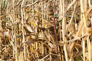 yellowed ripe corn photo