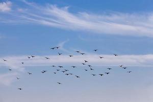 a flock of pigeons flying in the blue sky photo