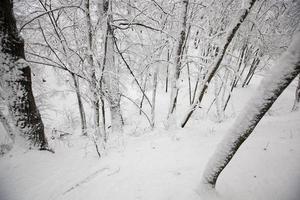 winter park with trees without foliage photo