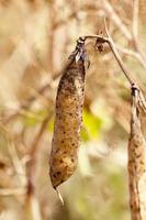 an agricultural field with a ripe crop of peas photo