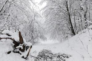 winter forest with trees without foliage photo