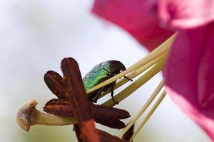 may beetle crawling on a lily flower in the summer photo