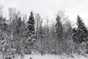 temporada de invierno del año en el bosque foto