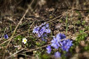 the first blooming in the forest photo