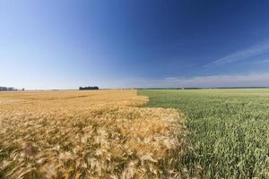 green wheat and yellow rye fields photo