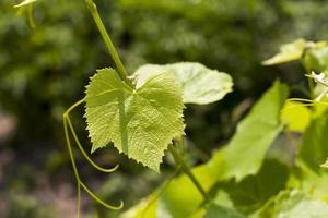 hojas verdes de uvas en la temporada de primavera foto