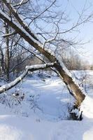 snow and ice covered grass photo