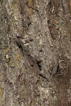 the bark of a tree with the features of its structure photo