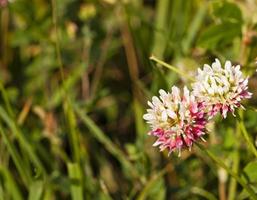 clover flowers  close up photo