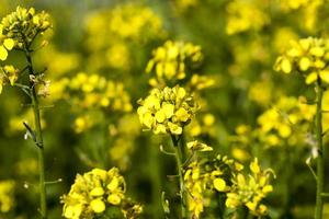 mustard flowers in the spring season photo
