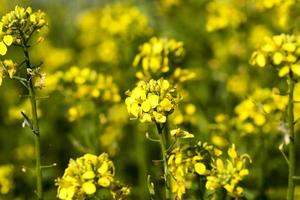 flores de mostaza en la temporada de primavera foto