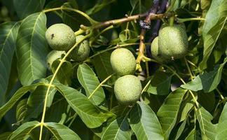 green unripe walnuts in the summer photo