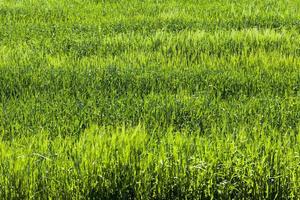 un campo agrícola donde se cultivan cereales foto