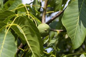 green unripe walnuts in the summer photo